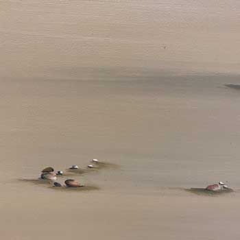 Photo 29 sur le thème Scènes de plage